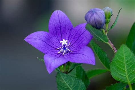 種茶花|初心者でも楽しめる！茶花の基本と育て方 